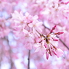 枝垂桜 壱