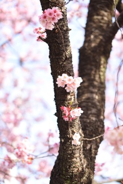 早咲き桜2