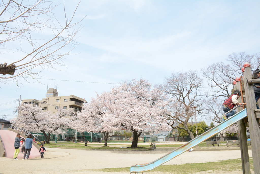 ほのぼの日和