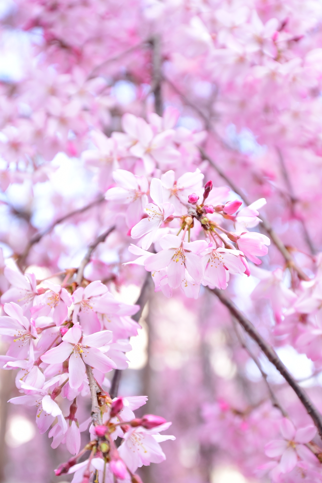 枝垂桜 弐