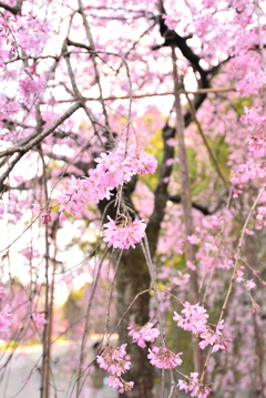 枝垂桜 参
