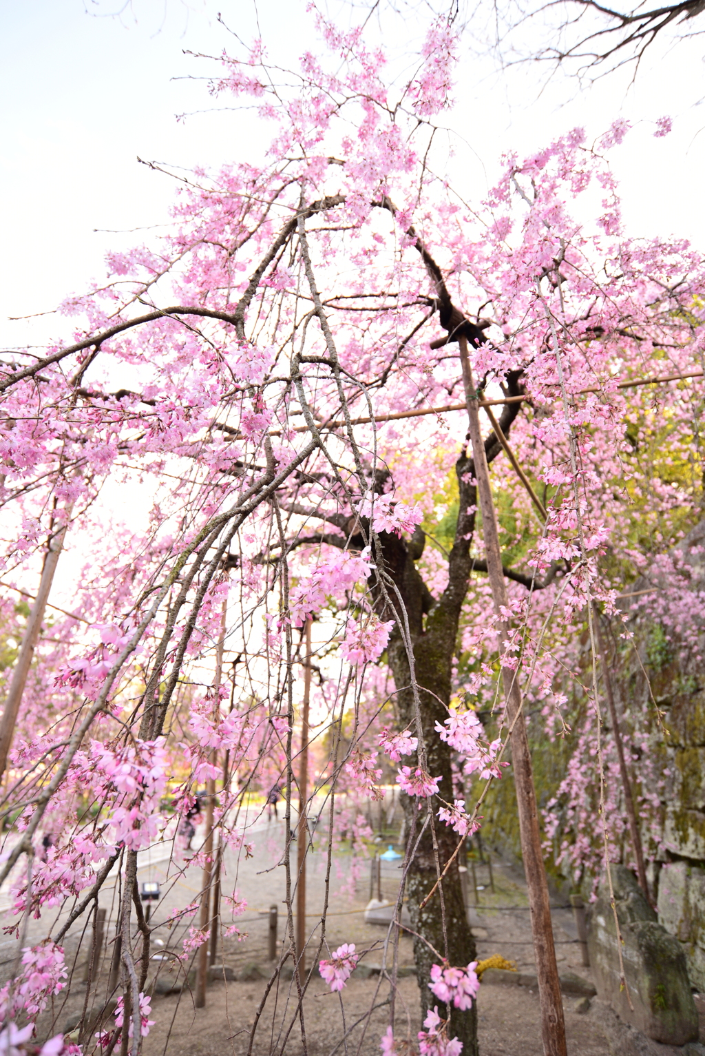 枝垂桜 肆