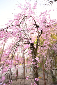 枝垂桜 肆