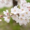 蔵出しの桜 其の参