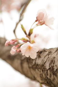 蔵出しの桜 其の壱