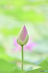大賀蓮#1