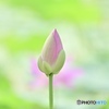 大賀蓮#1