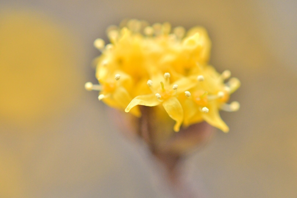 山茱萸の花