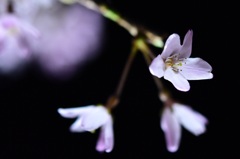 夜桜