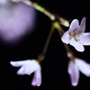 夜桜