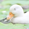 もふもふ