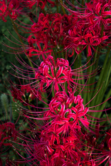 曼珠沙華