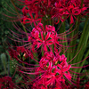 曼珠沙華