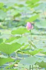 大賀蓮#2