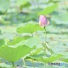 大賀蓮#2