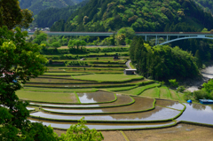 あらぎ島２