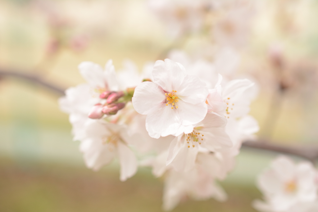 蔵出しの桜 其の弐