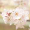 蔵出しの桜 其の弐