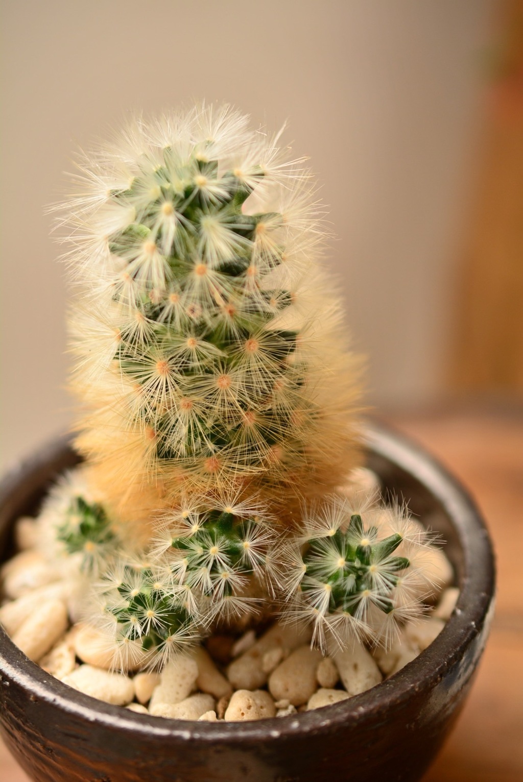 フワフワ？トゲトゲ？