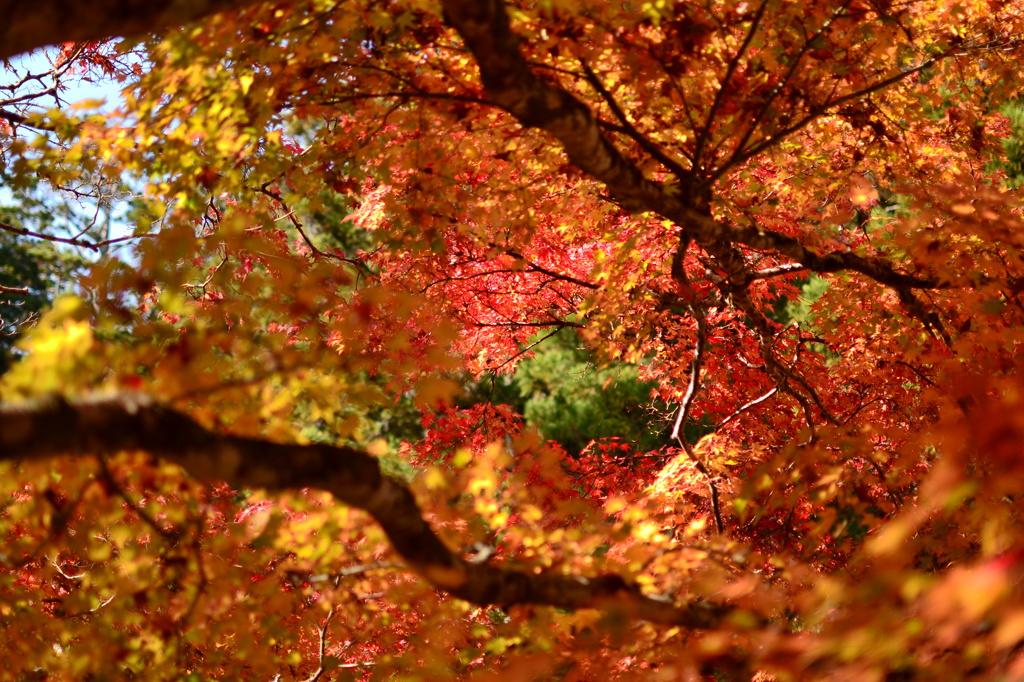 紅葉のトンネル
