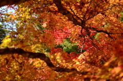紅葉のトンネル