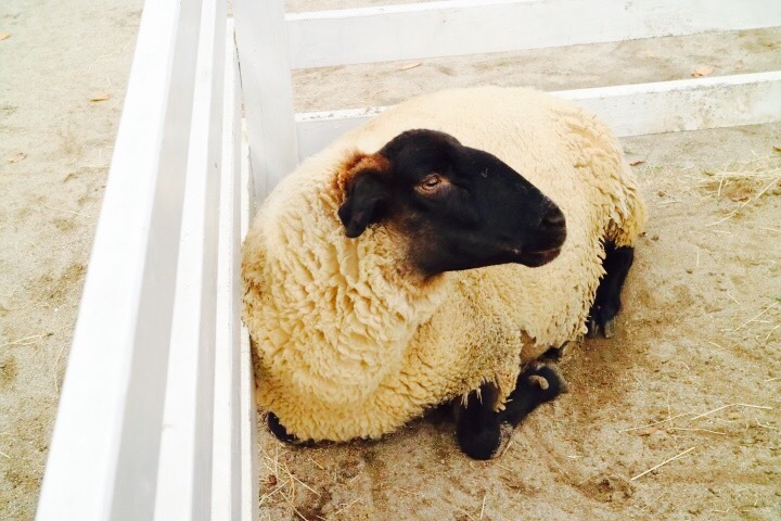 ひつじ3