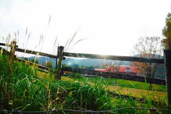 もーもーらんど