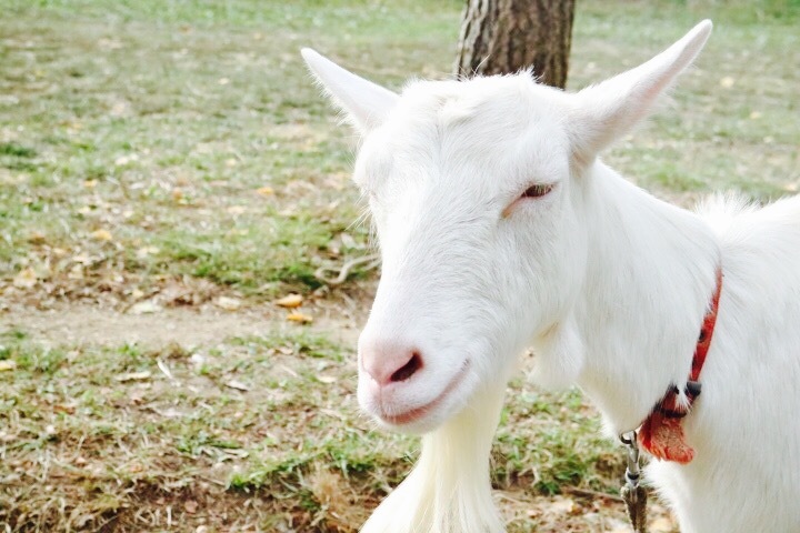ヤギ