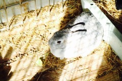 うさぎ