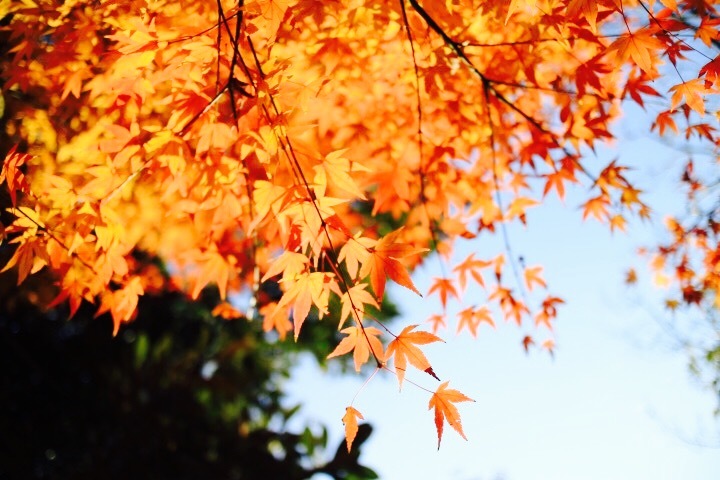 まだまだきれいです。