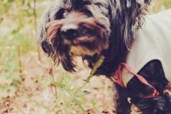 愛犬
