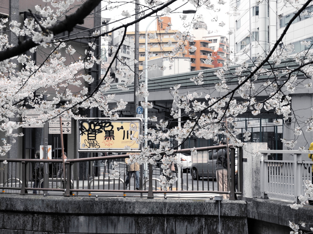 目黒川、花の川