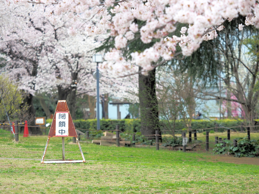 こうして桜は守られた