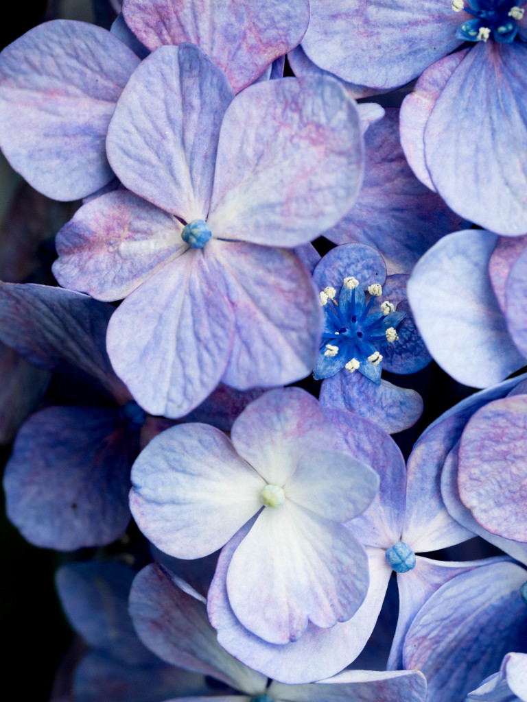 ちいさな花が集まって、大きくきれいな花になりました。