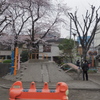 こぢんまりとした公園にある桜っていいですね。