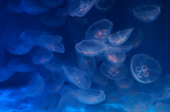 海月