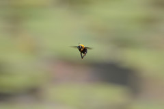 Bee2弾