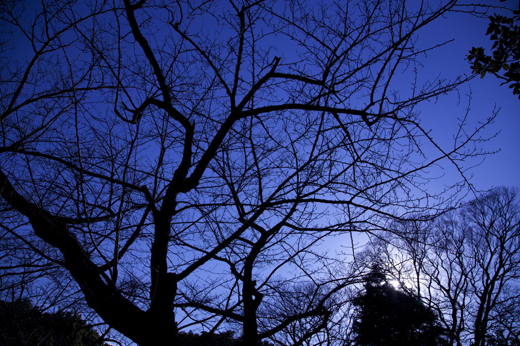 横浜・野毛山公園の空    2014.1.12
