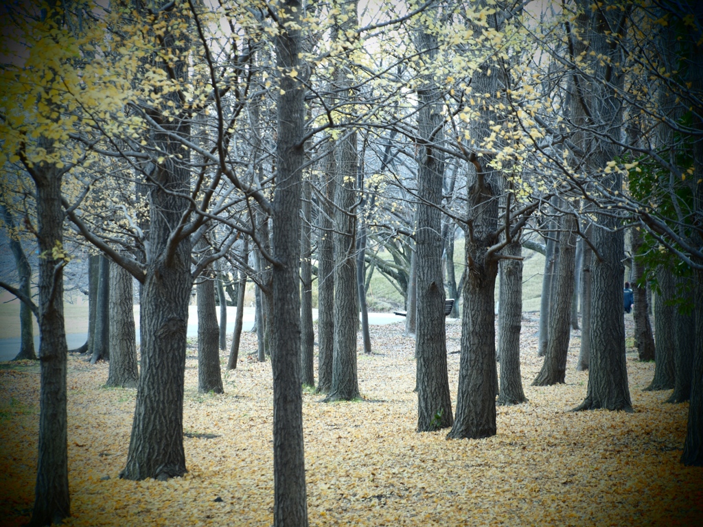 横浜・根岸競馬場2