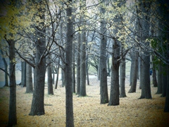 横浜・根岸競馬場2