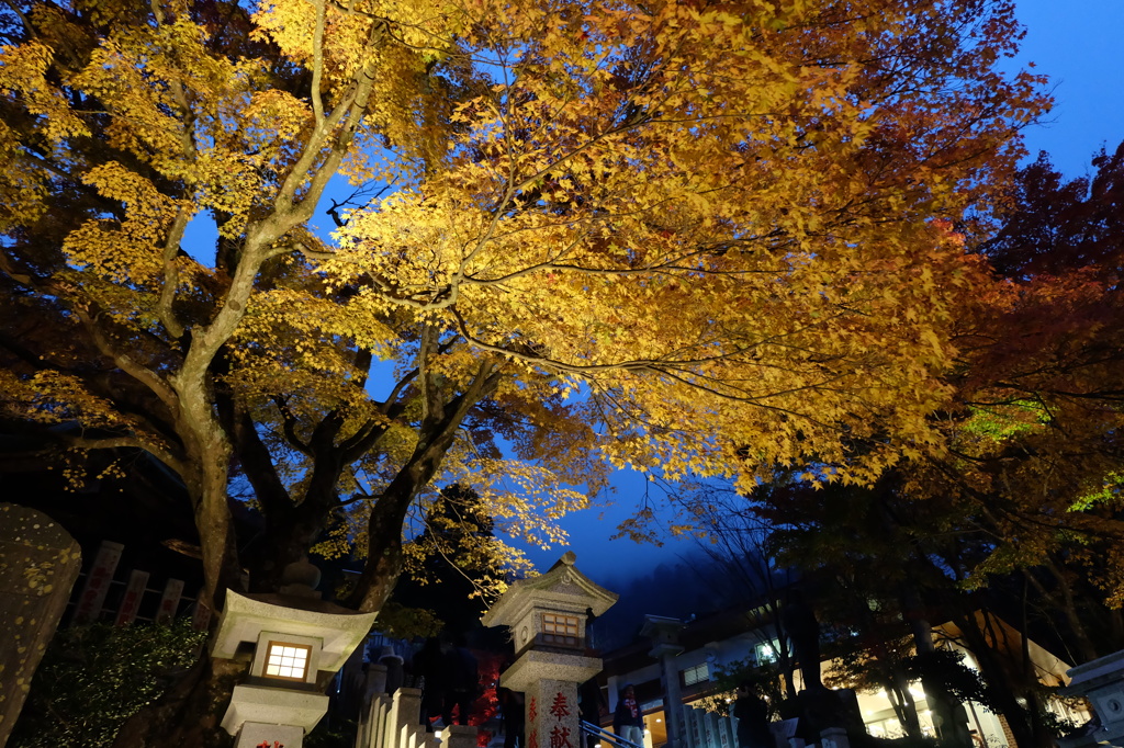 神奈川県大山  2014.11.12_2