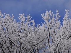 空に伸びる樹氷