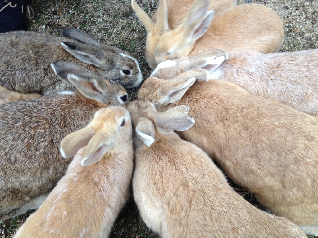 うさぎの会議