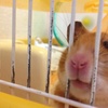 ひょっこり。