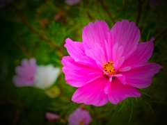 ウィーンの花