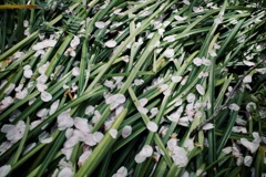 R0000966