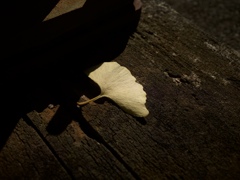 R0000260