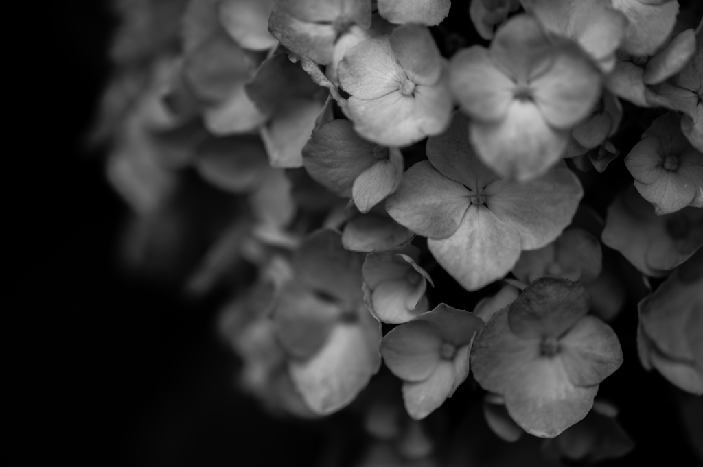 紫　陽　花