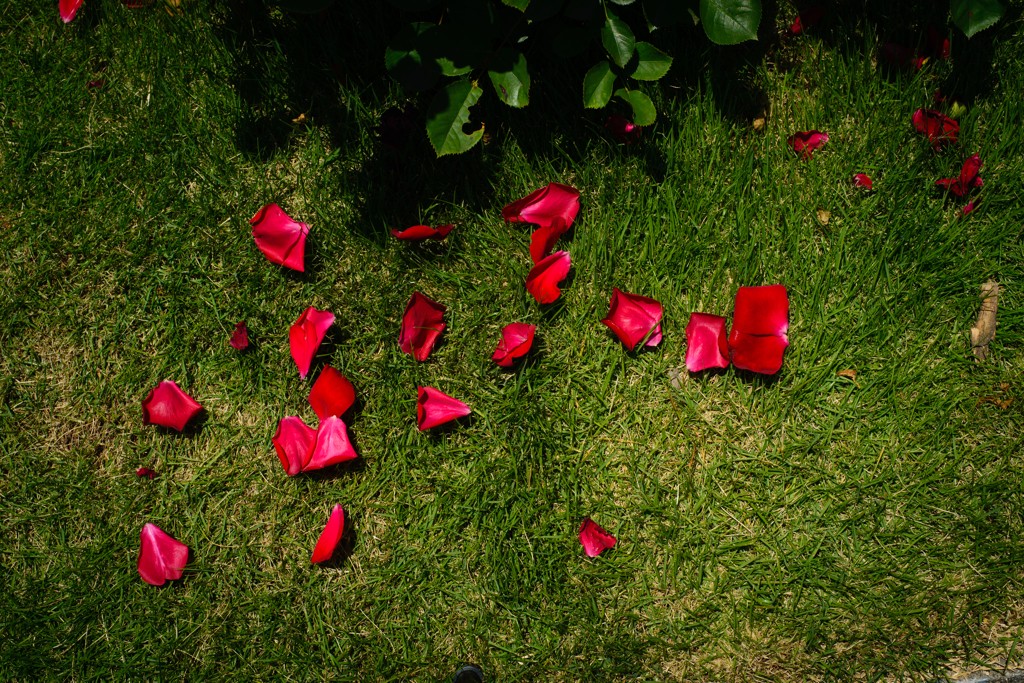 薔薇薔薇