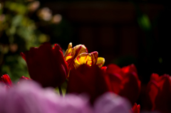 colorful　tulip